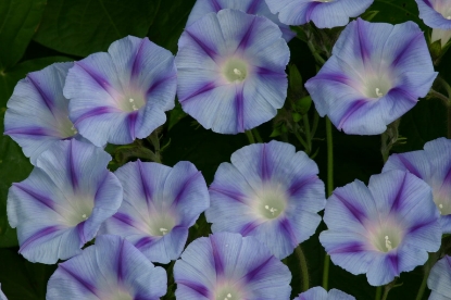 Picture of Ipomoea - Decapo Light Blue